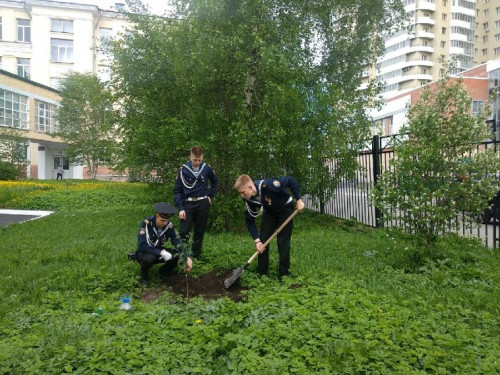 Посадка деревьев и кустарников
